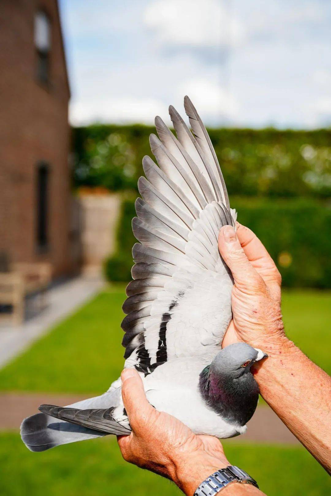 意大利射箭选手心如钢铁,以坚定箭步斩获冠军 意大利射箭选手心如钢铁,以坚定箭步斩获冠军