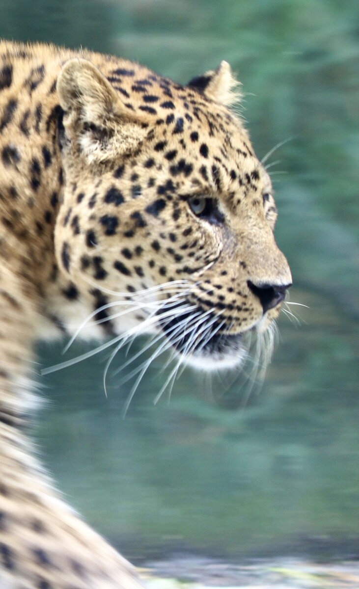 德信体育-河北山东豹队备战全力，冠军呼唤